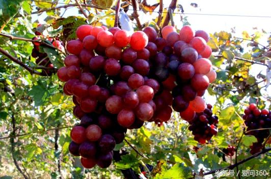 现在的红提可以吃吗,红提怎么吃最有效