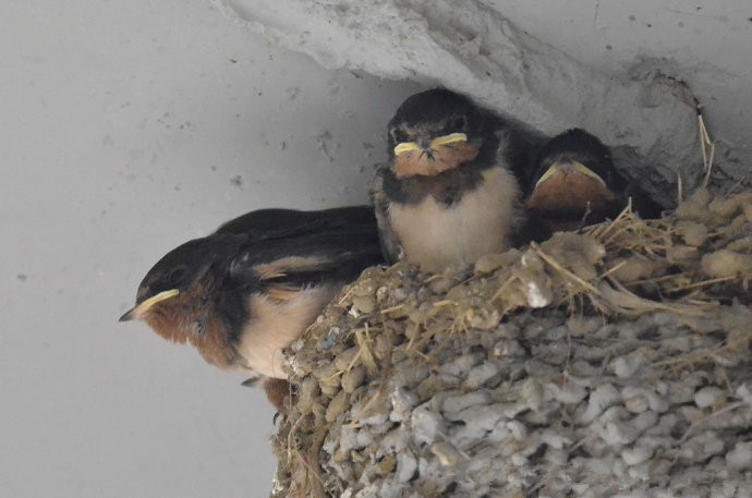 因为烦躁捣毁了家里的燕子窝，结果惹来了惨重的报复！真实经历！