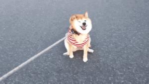 狗狗一拉出去，就收不回来了，怎么破？