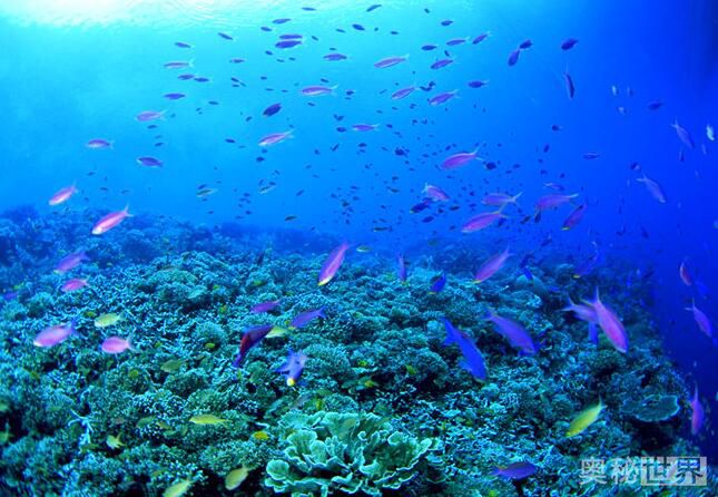 世界上最美的地方,世界上最美的地方是什么样的