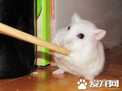 银狐仓鼠喜欢吃什么,银狐仓鼠最喜欢吃什么食物