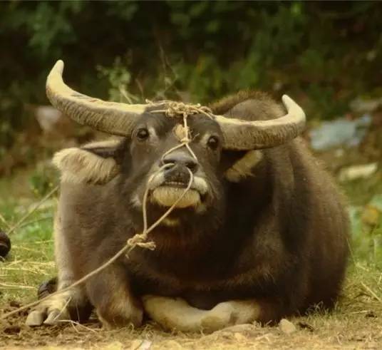 潮汕牛肉火锅三涮,潮汕牛肉火锅正宗潮汕火锅配方