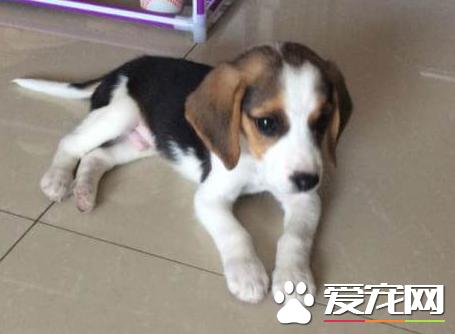 比格犬爱啃东西怎么办,比格犬怎么防止拆家