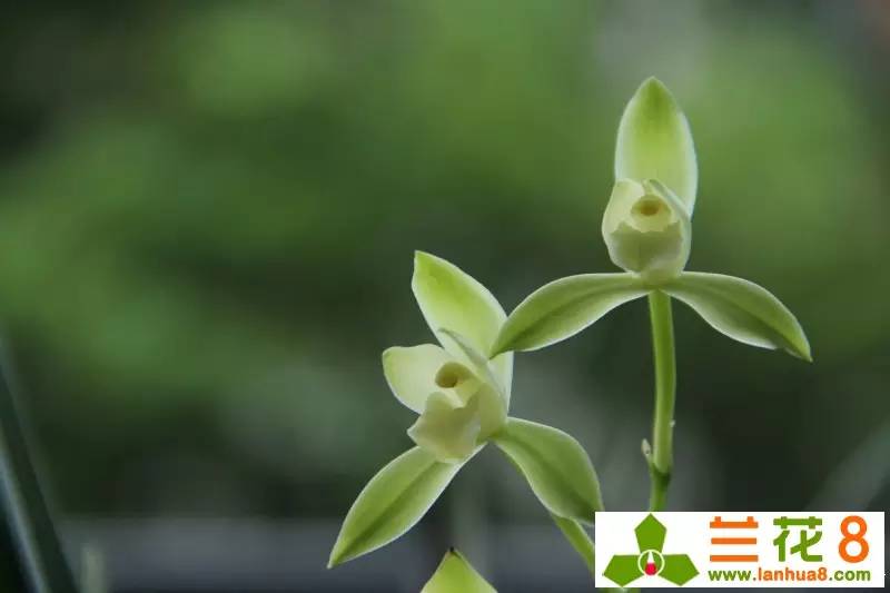 鍒濊瘑鍏拌姳,鍒濊瘑姝﹀し宀╄尪