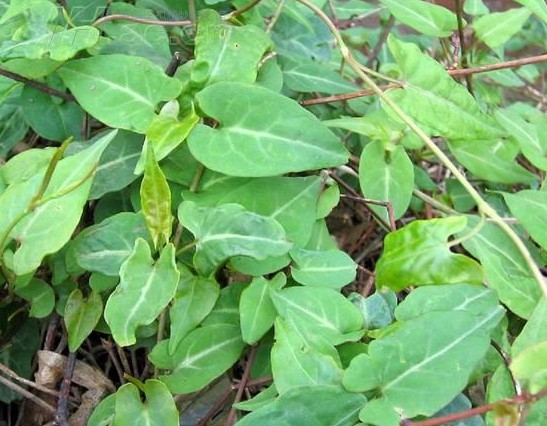 ‍‍‍如东路边42种草，天天踩它，却不知道它们好值钱~