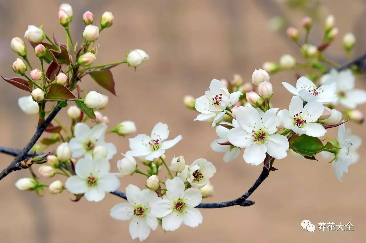 什么花能给十二生肖带来好运,12生肖什么花代表财运