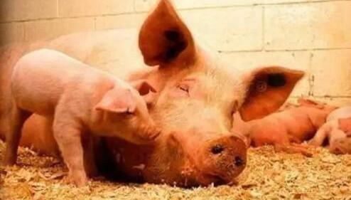 母猪便秘对人体有影响吗,母猪便秘对产子有影响吗