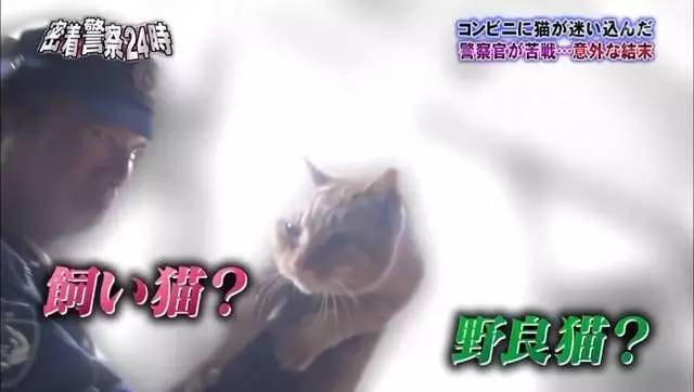 猫咪进餐厅被警察带走,猫咪禁止入内被逮捕