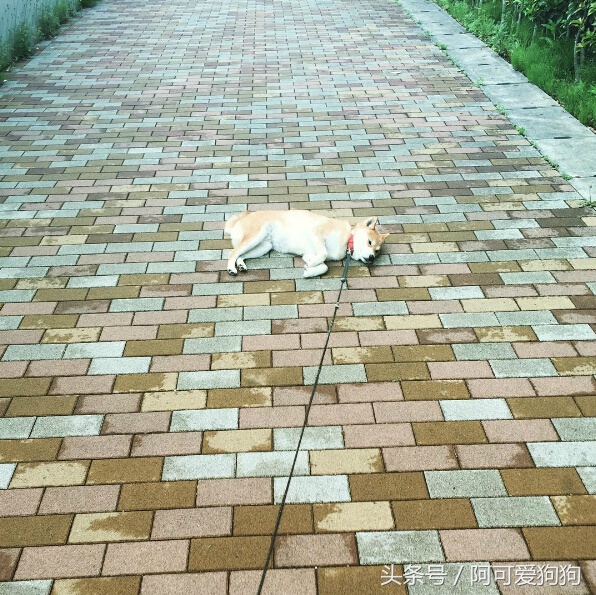 狗狗一拉出去，就收不回来了，怎么破？