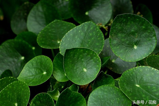 镜面草怎么养才能更旺盛,镜面草怎样最好养