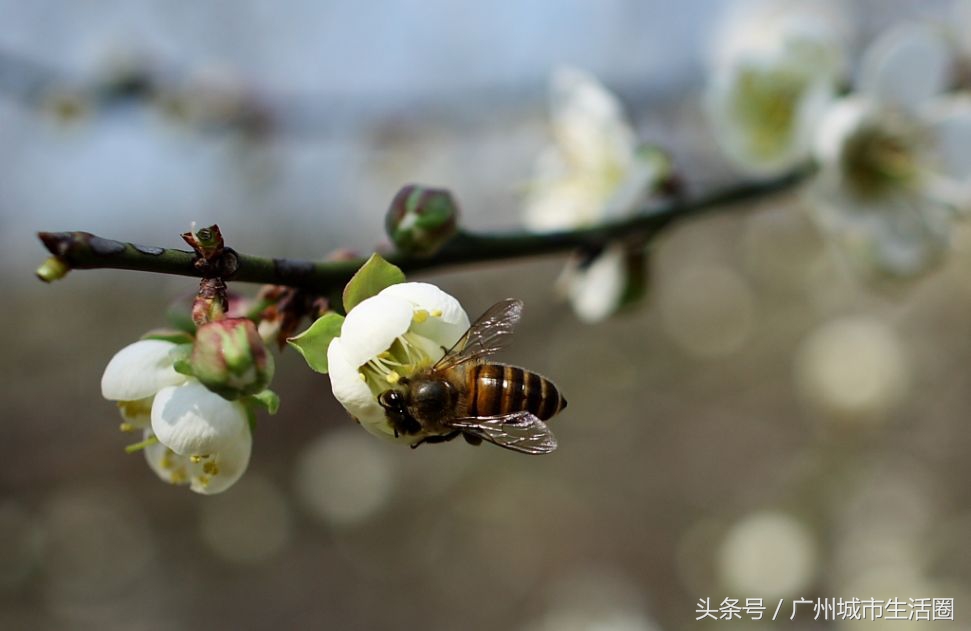 从化石门香雪公园梅花,萝岗香雪公园梅花