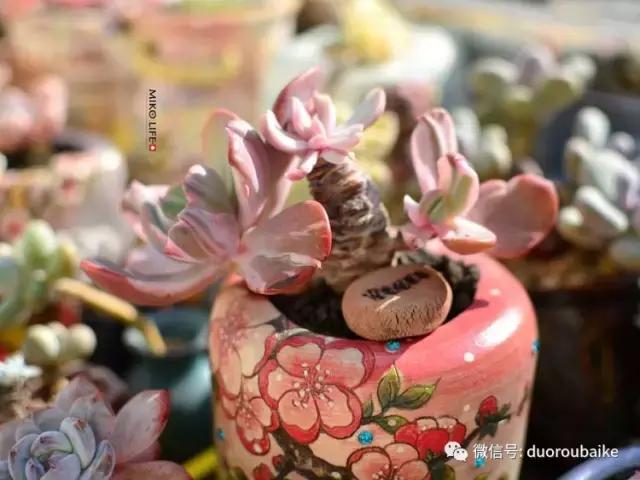 养肉路上不孤独，这些多肉趣事，你遇到过吗？