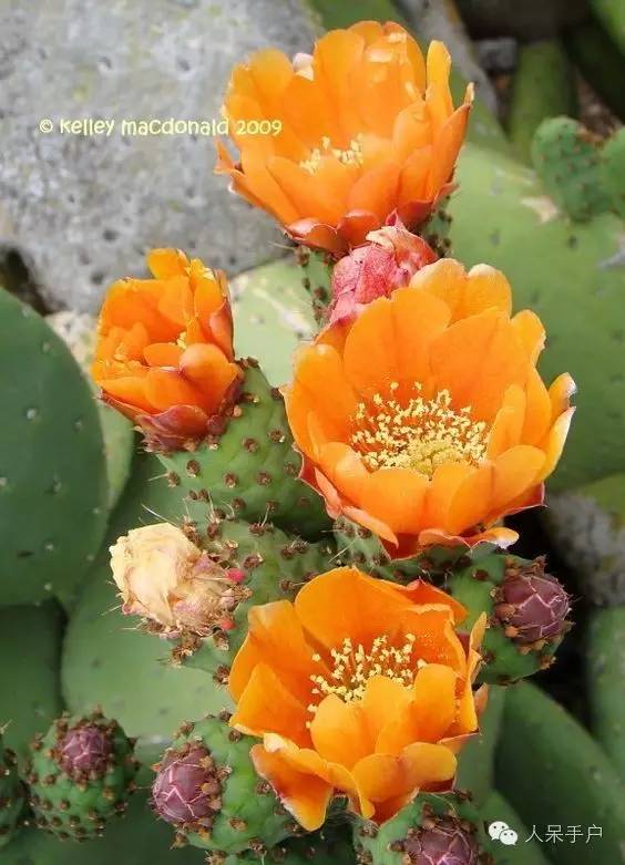 涓浗鍥借姳澶ц祻鍥剧墖,鍥借姳澶ц祻浜氭床鍥剧墖