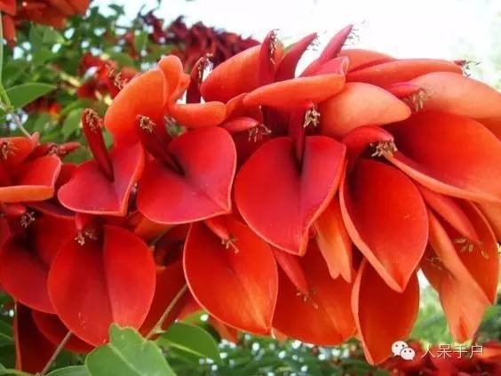 涓浗鍥借姳澶ц祻鍥剧墖,鍥借姳澶ц祻浜氭床鍥剧墖