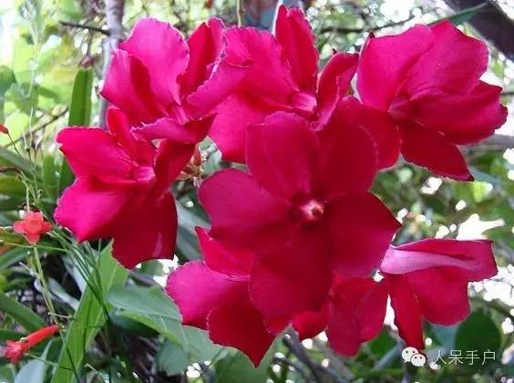 涓浗鍥借姳澶ц祻鍥剧墖,鍥借姳澶ц祻浜氭床鍥剧墖