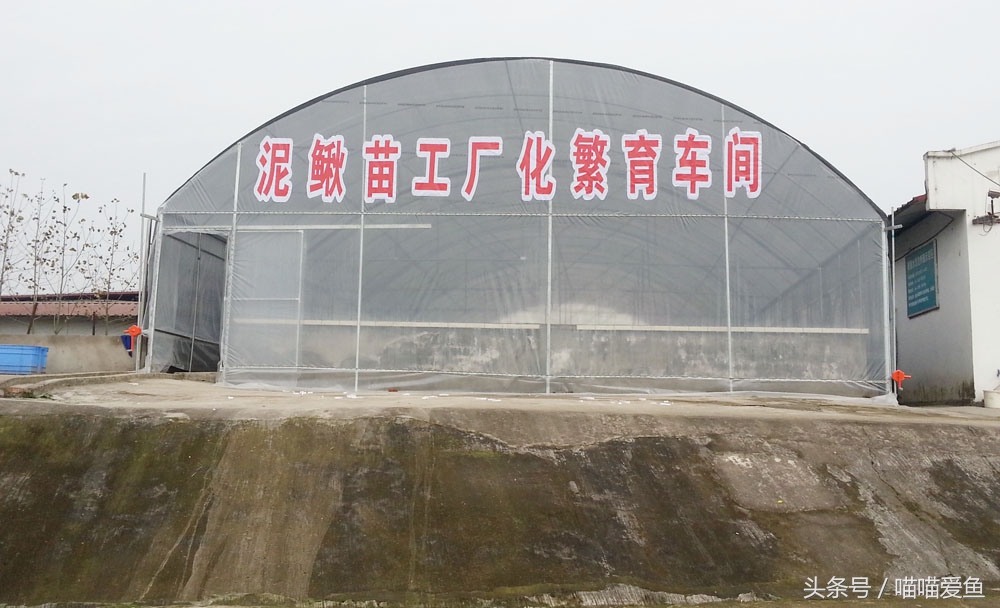 泥鳅“寸片死”是真的吗？新手该怎么破解？