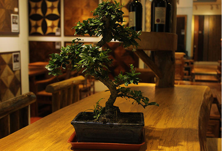 哪些绿色植物可以净化室内空气,室内绿色植物多的优点与缺点