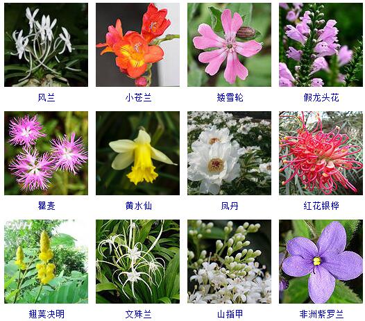150种花卉大全,108种花卉大全