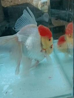 罕见皇冠珍珠，极品观赏鱼！肉瘤大小和价格关系解读