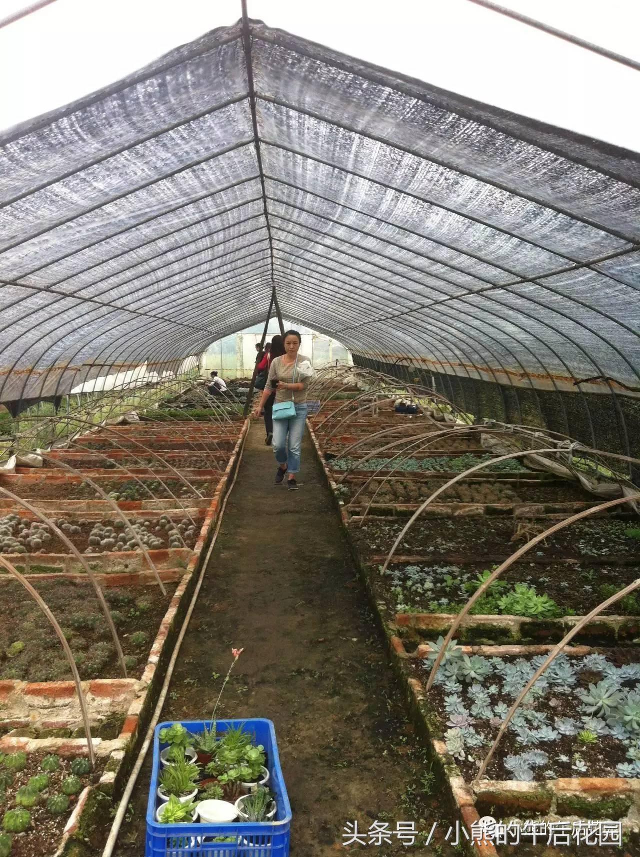 二零一六,多肉大事记