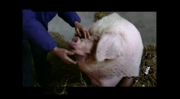 一头猪重200千克几头猪质量是1吨,一头猪重1000克10头这样的猪重多少