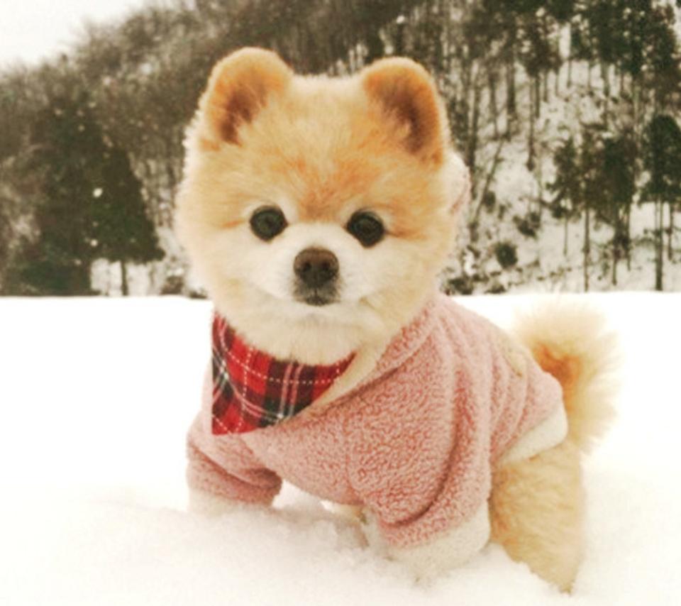 日本抖音网红狗俊介,日本网红偶像犬俊介