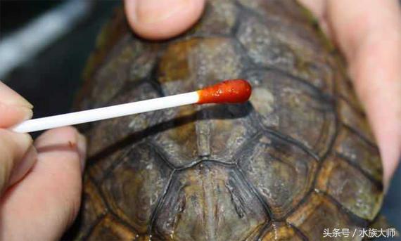 火焰龟烂甲怎么治疗,龟腹甲烂了怎么办