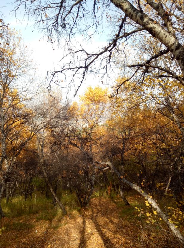 张北的草原天路之旅,张北天路攻略