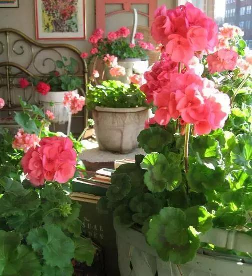 天竺葵不开花怎么办,天竺葵开花到几月份