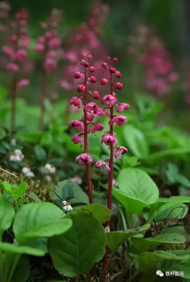 大国医张学文治疗脑梗,大医张学文