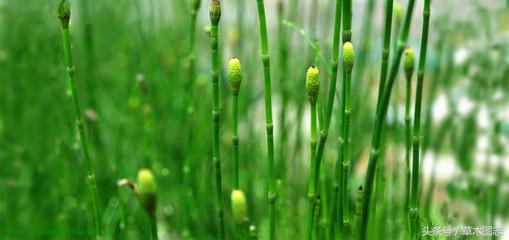 野生接骨草的作用,骨节草能吃吗