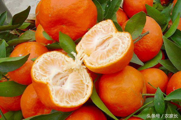 树里藏“火”小灯笼甜甜农家小红桔