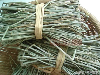 野生接骨草的作用,骨节草能吃吗