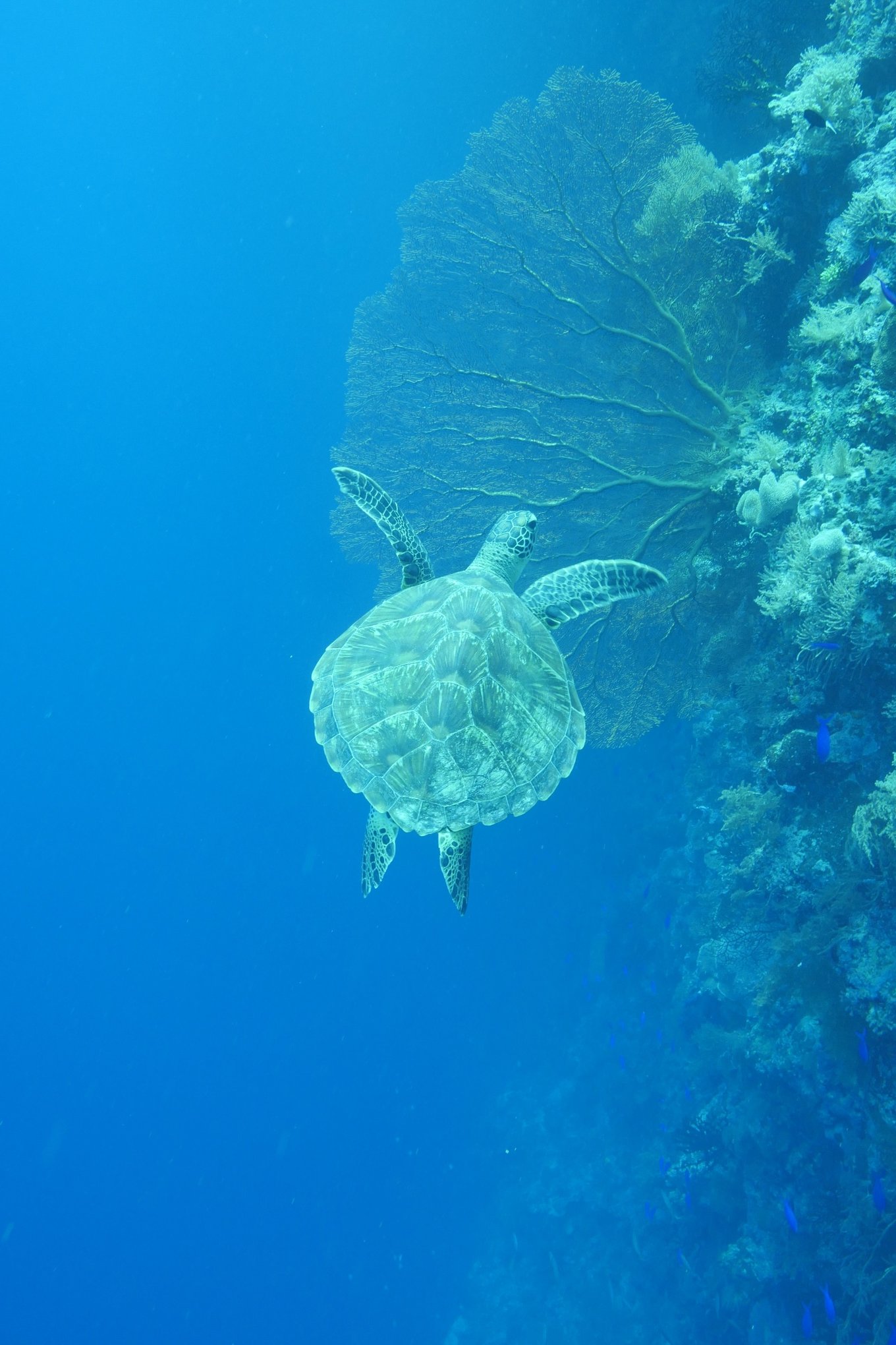 帕劳旅行攻略大全图文,帕劳旅行攻略图文大全
