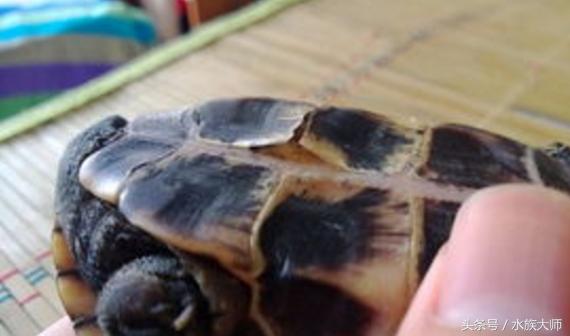 龟烂甲用什么药,地图龟烂甲怎么治疗