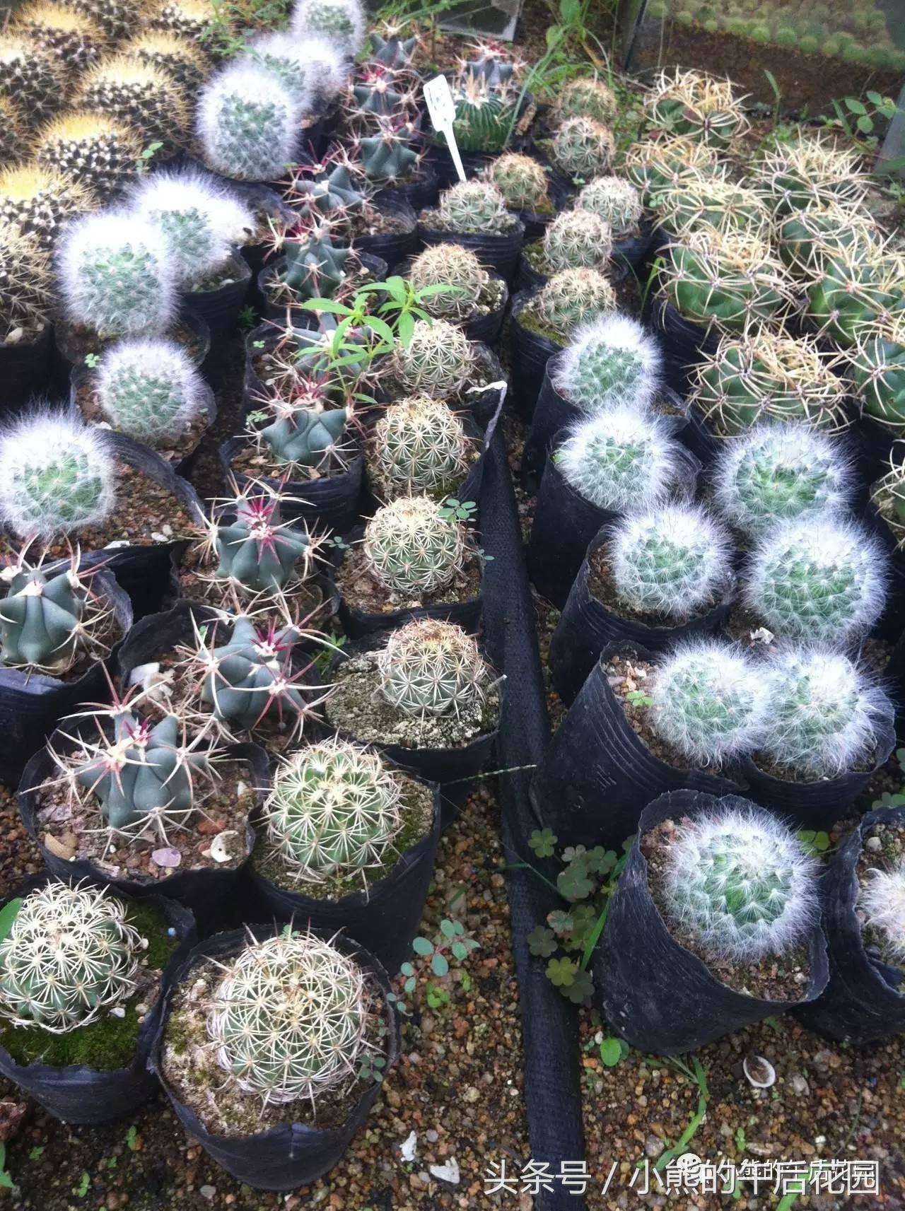 二零一六,多肉大事记