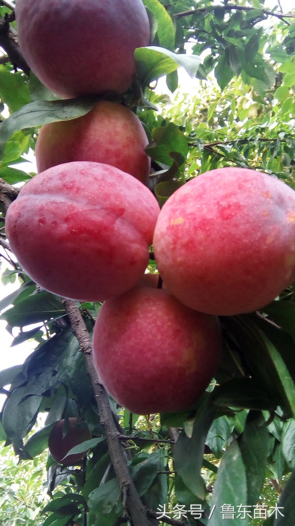 红心李子黄心李子,红心李子几月熟