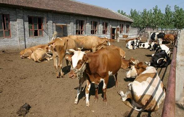 不得不看的禽畜冬季疾病的预防小知识