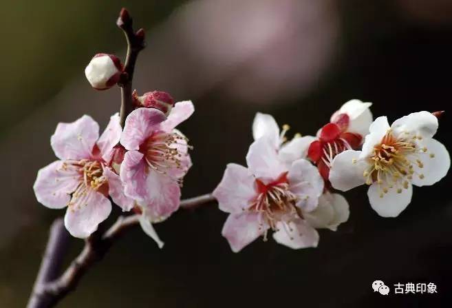 青江梅花香雪海,香雪海梅花国画