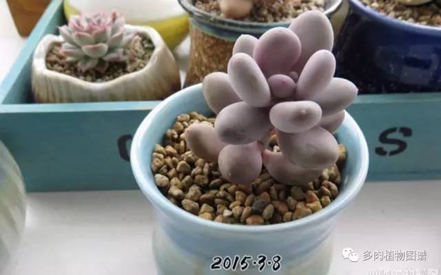 桃美人奶酪老桩多肉,桃美人可以养成绿色的吗