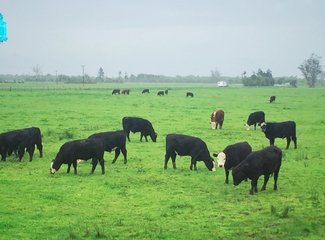 「2016.10RaesTriptoNewZealand」11日初次南半球之纽西兰