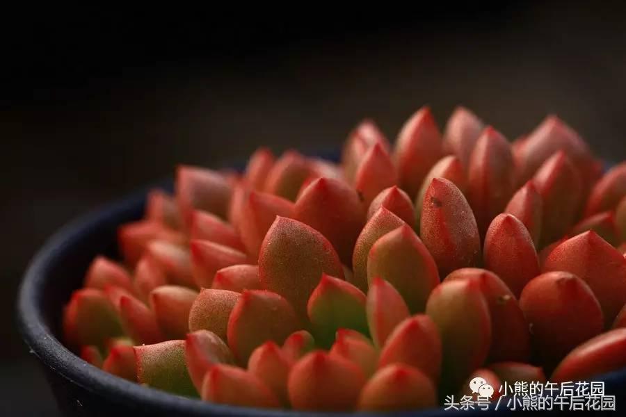 二零一六,多肉大事记