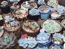 二零一六,多肉大事记