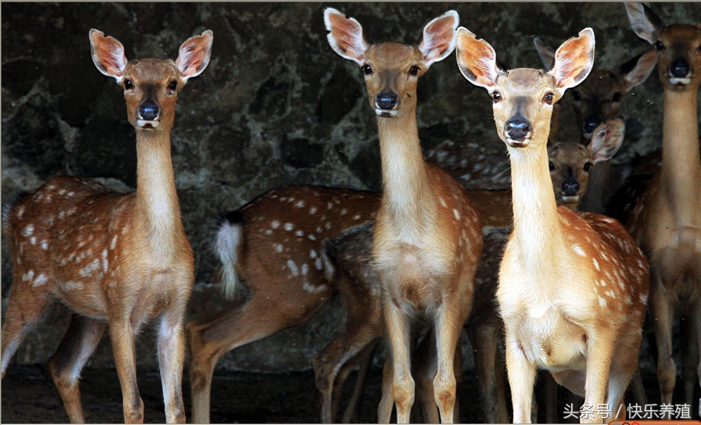 梅花鹿养殖基地养鹿日常,梅花鹿养殖技术大全视频教程
