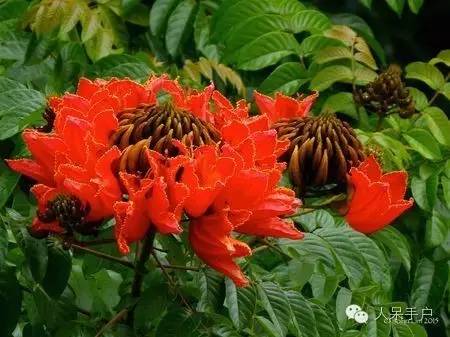 涓浗鍥借姳澶ц祻鍥剧墖,鍥借姳澶ц祻浜氭床鍥剧墖