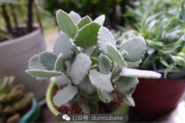 新手种植多肉植物教程,爱生活爱养花花卉绿植养护小知识