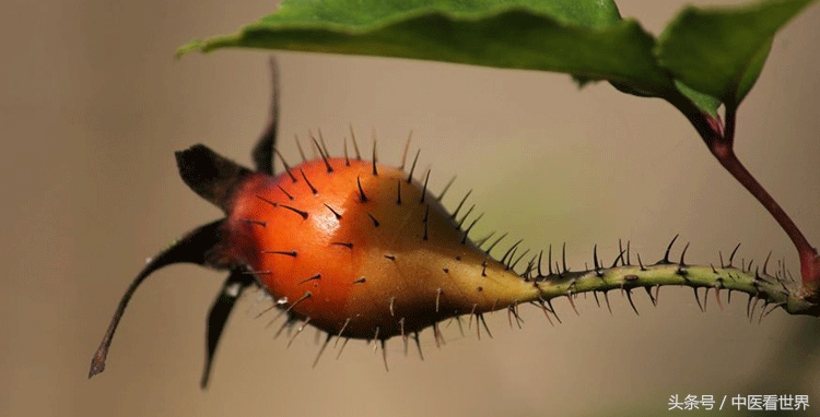 生吃糖罐子有什么功效,糖罐子有降糖功能吗