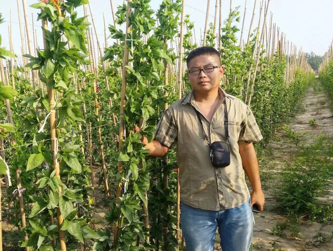 苗木那些事,山东苗木现状分析