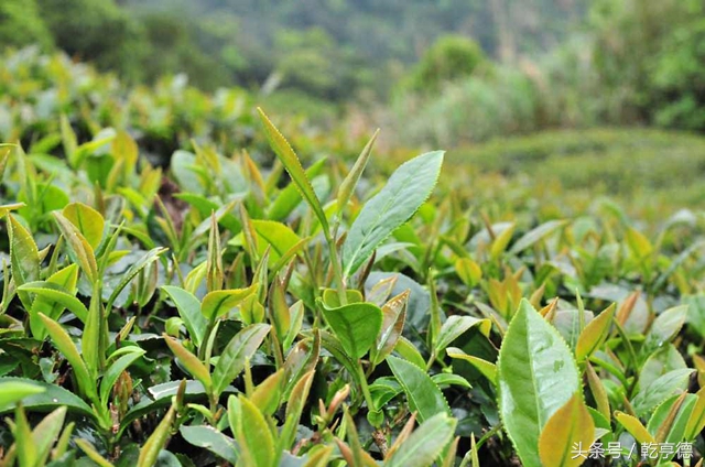 茶香中国演唱,台湾阿里山珠露高山茶