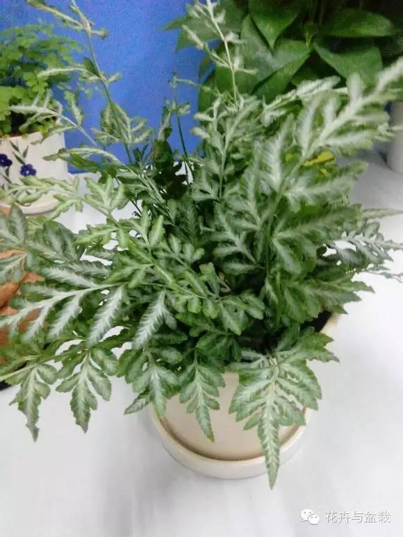 适合盆栽的蕨类有哪些,盆栽蕨类植物养护注意事项